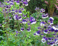 100 Mixed European Columbine Seeds - Seed World