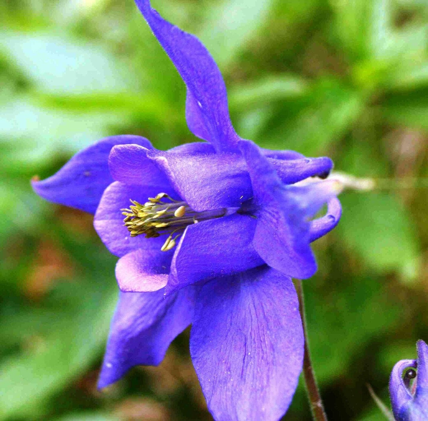 100 Mixed European Columbine Seeds - Seed World