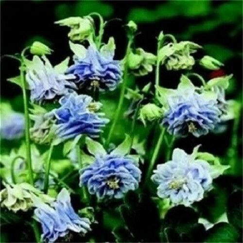 100 Mixed European Columbine Seeds - Seed World