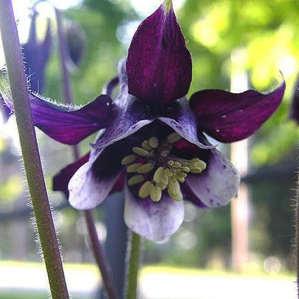 100 Mixed European Columbine Seeds - Seed World