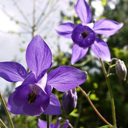 100 Mixed European Columbine Seeds - Seed World