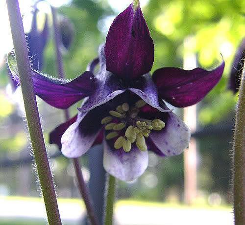 100 Mixed European Columbine Seeds - Seed World