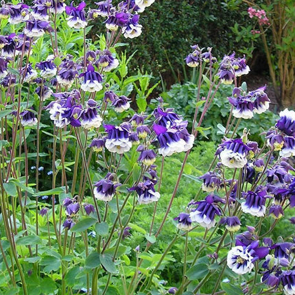 100 Mixed European Columbine Seeds - Seed World