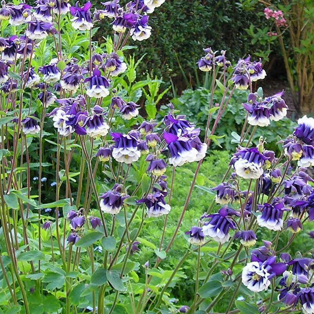 100 Mixed European Columbine Seeds - Seed World