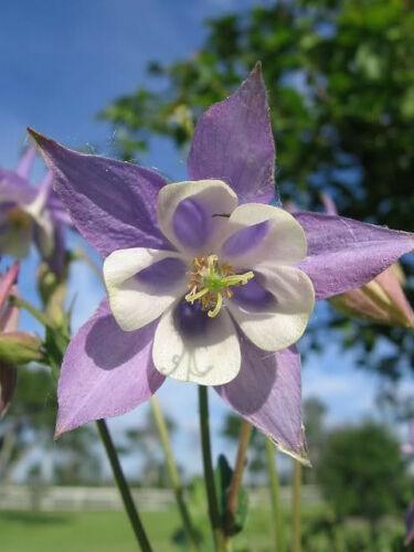 100 Mixed European Columbine Seeds - Seed World