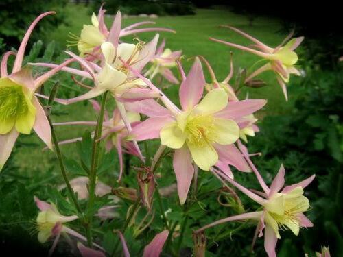 100 Mixed European Columbine Seeds - Seed World