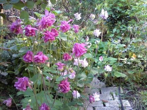 100 Mixed European Columbine Seeds - Seed World