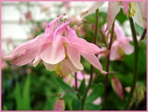 100 Mixed European Columbine Seeds - Seed World