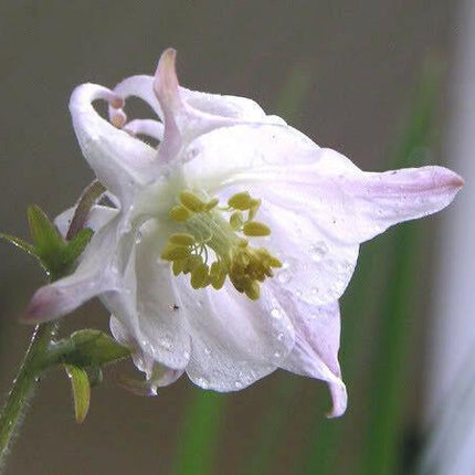 100 Mixed European Columbine Seeds - Seed World