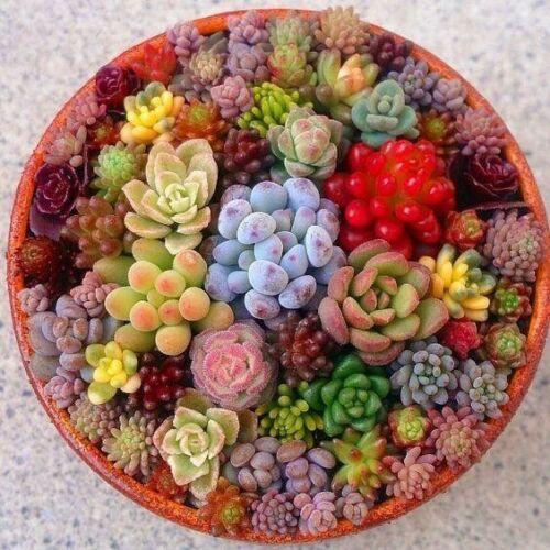 succulent seeds online 100 Mixed Succulent Seeds – Rare Varieties