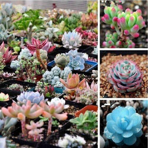 100 Mixed Succulents Seeds - Seed World