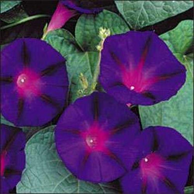 100 Morning Glory Seeds - Seed World