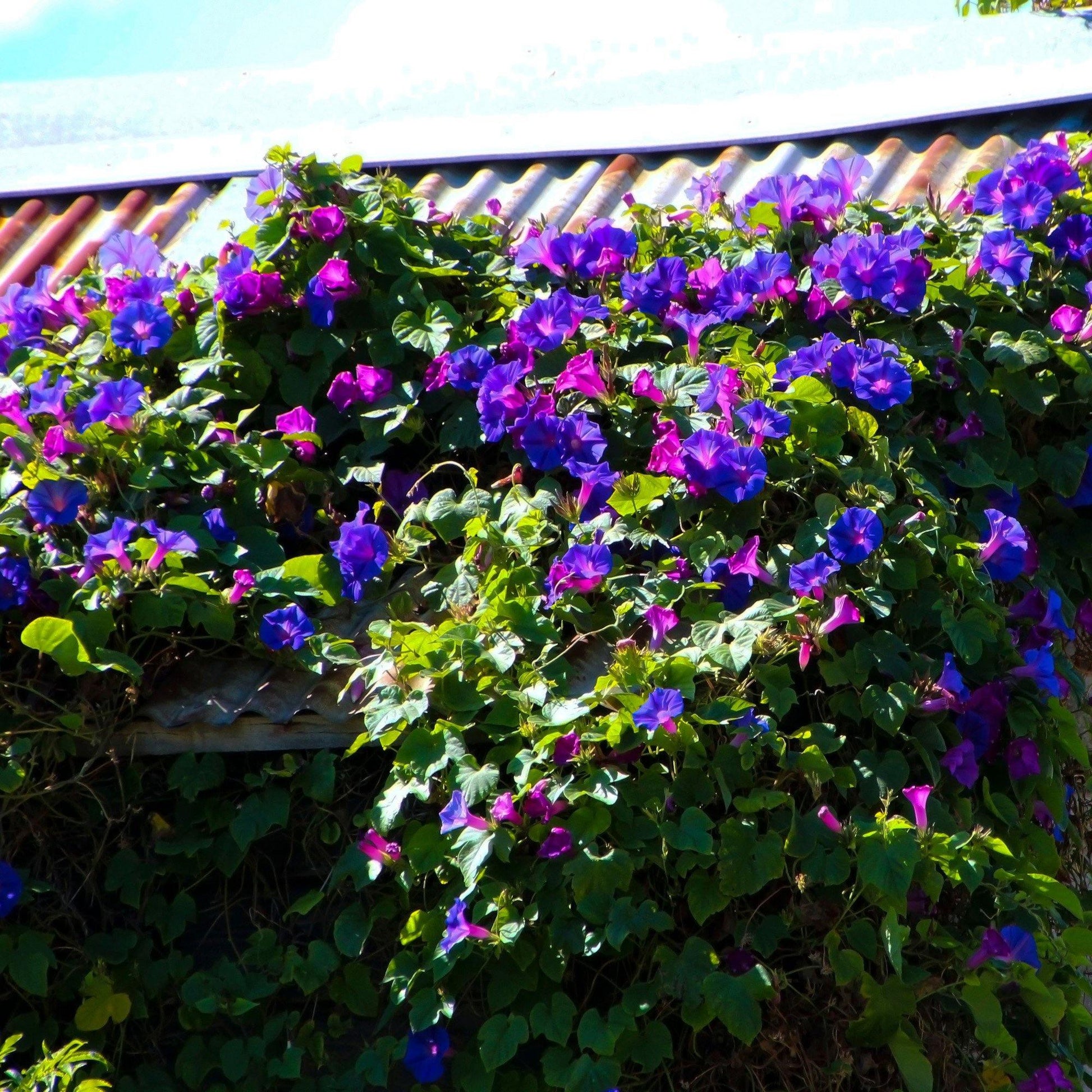 100 Morning Glory Seeds - Seed World
