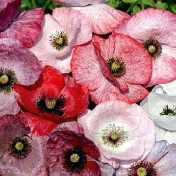 100 Mother of Pearl Poppy Mix Seeds - Seed World