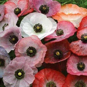 100 Mother of Pearl Poppy Mix Seeds - Seed World