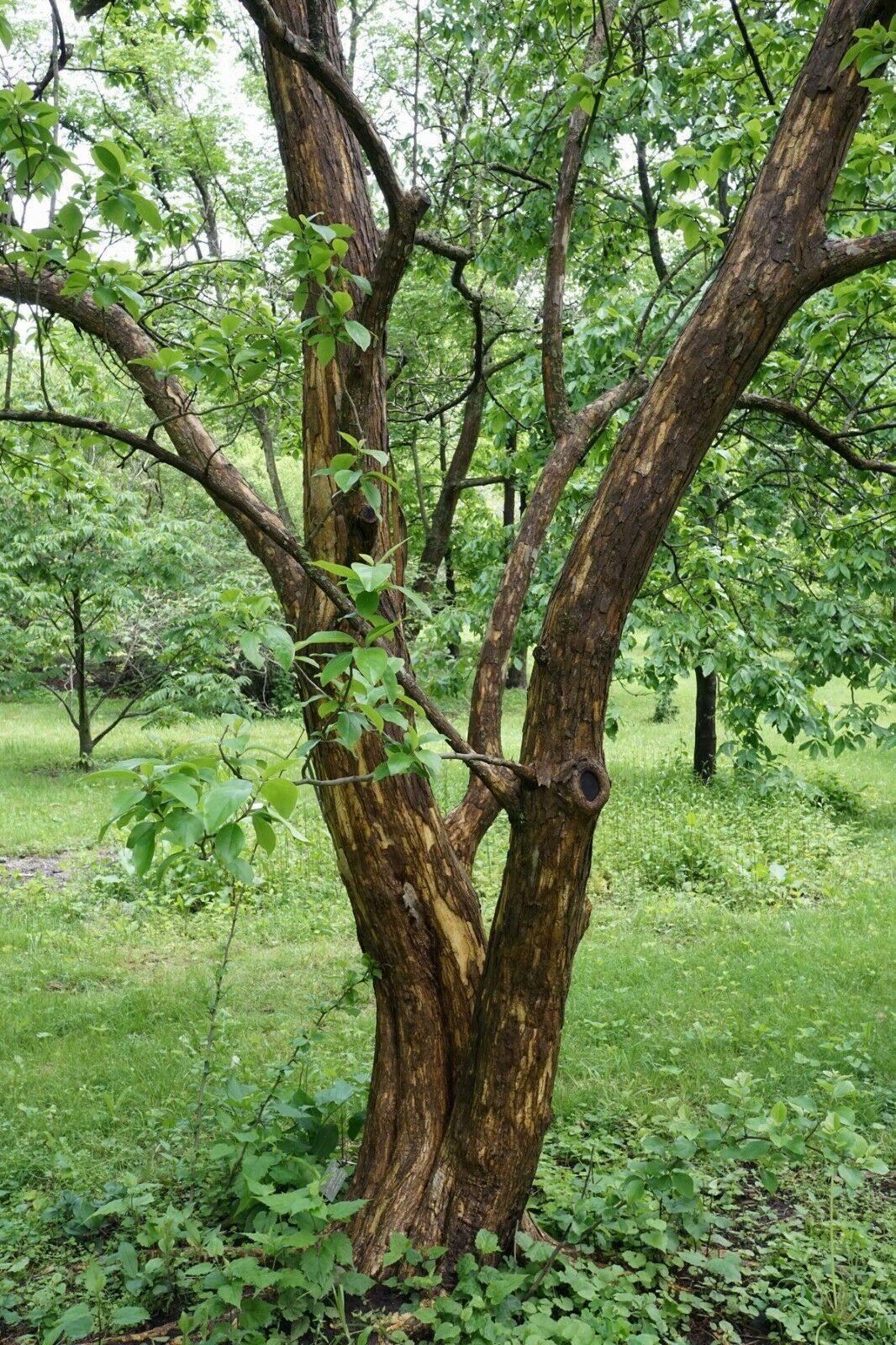 100 Mulberry Silkworm Tree Seeds - Seed World