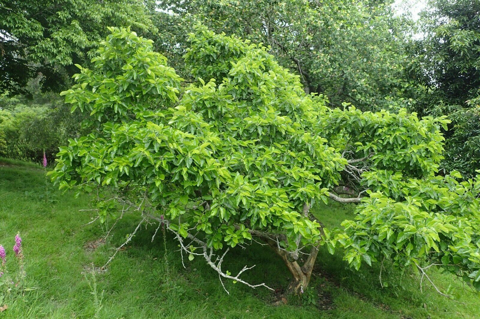 100 Mulberry Silkworm Tree Seeds - Seed World