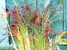 100 Multi Color Broom Corn Seeds - Seed World