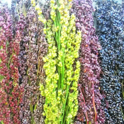 100 Multi Color Broom Corn Seeds - Seed World