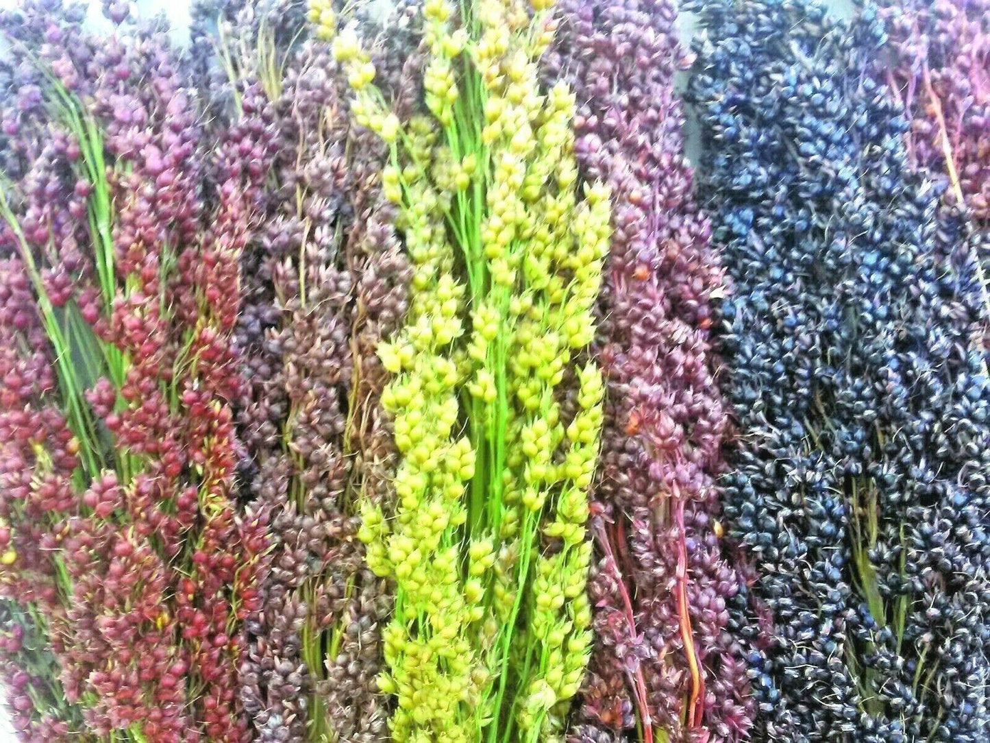 100 Multi Color Broom Corn Seeds - Seed World