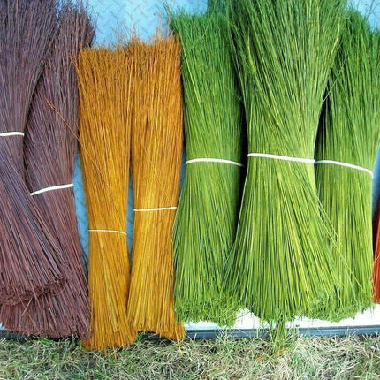 100 Multi Color Broom Corn Seeds - Seed World