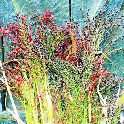 100 Multi Color Broom Corn Seeds - Seed World