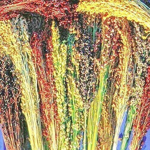 100 Multi Color Broom Corn Seeds - Seed World