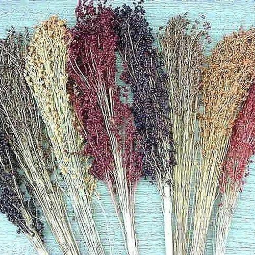 100 Multi Color Broom Corn Seeds - Seed World