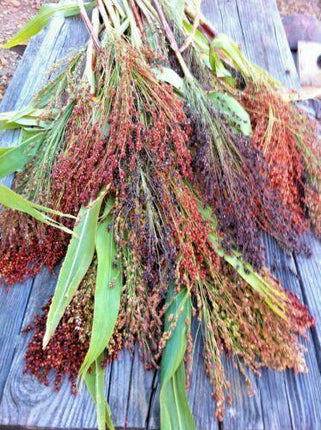 100 Multi Color Broom Corn Seeds - Seed World