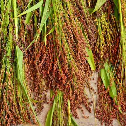 100 Multi Color Broom Corn Seeds - Seed World