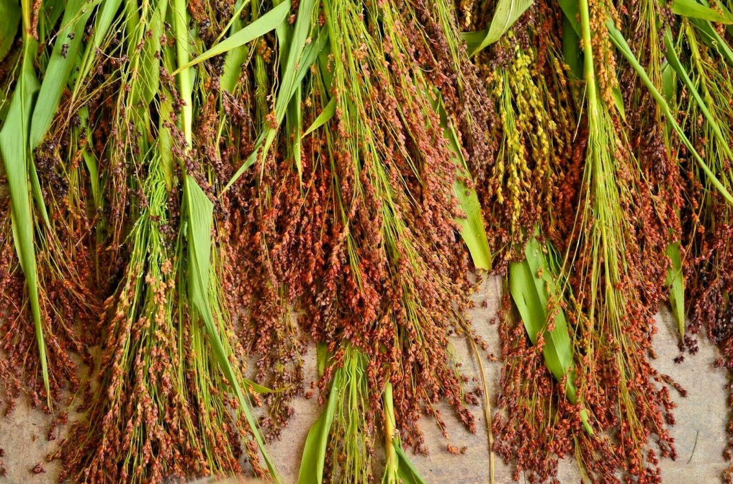 100 Multi Color Broom Corn Seeds - Seed World