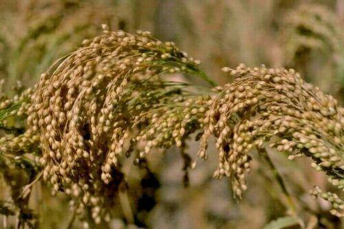 100 Multi Color Broom Corn Seeds - Seed World