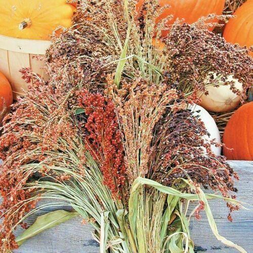 100 Multi Color Broom Corn Seeds - Seed World