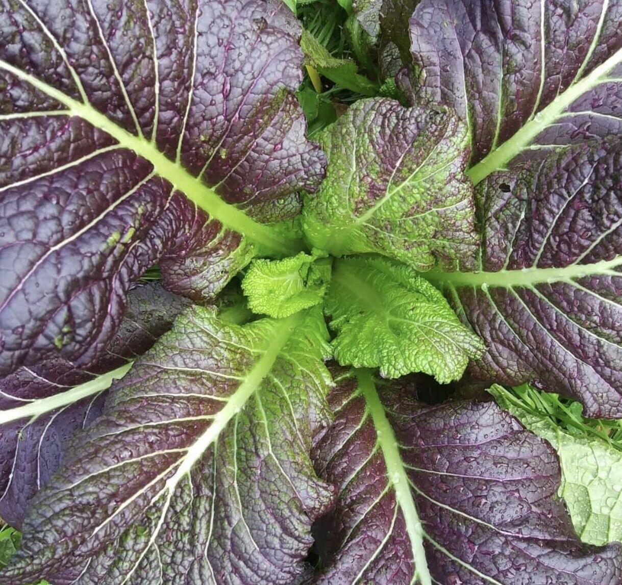 100 Mustard Red Giant Seeds - Seed World