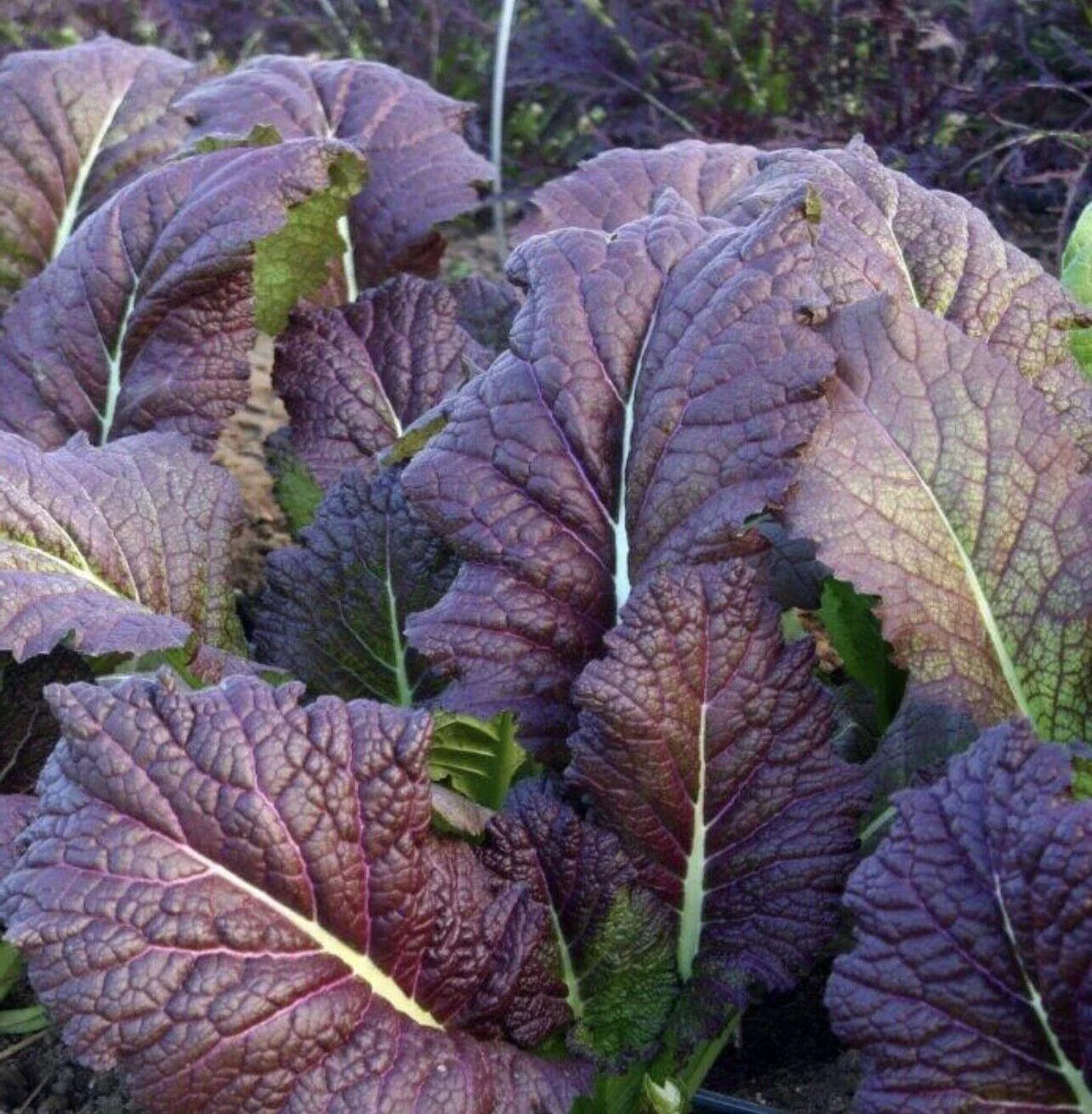 100 Mustard Red Giant Seeds - Seed World