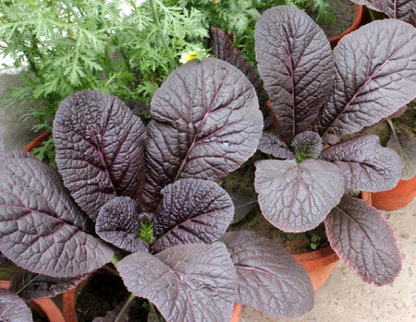 100 Mustard Red Giant Seeds - Seed World