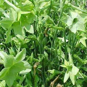 100 Nicotiana - Lime Green Seeds - Seed World