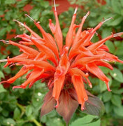 100 Orange Bee Balm Seeds - Seed World