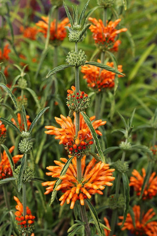 100 Orange Bee Balm Seeds - Seed World