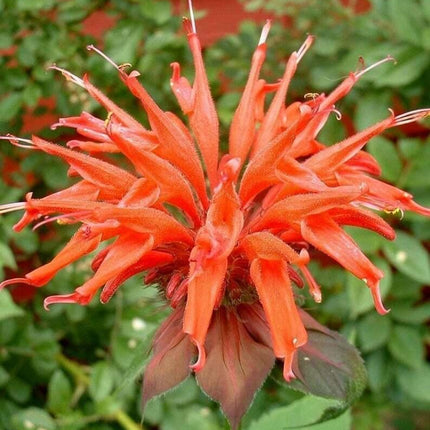 100 Orange Bee Balm Seeds - Seed World