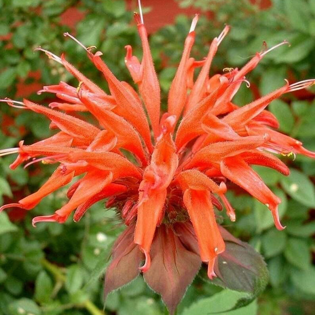 100 Orange Bee Balm Seeds - Seed World