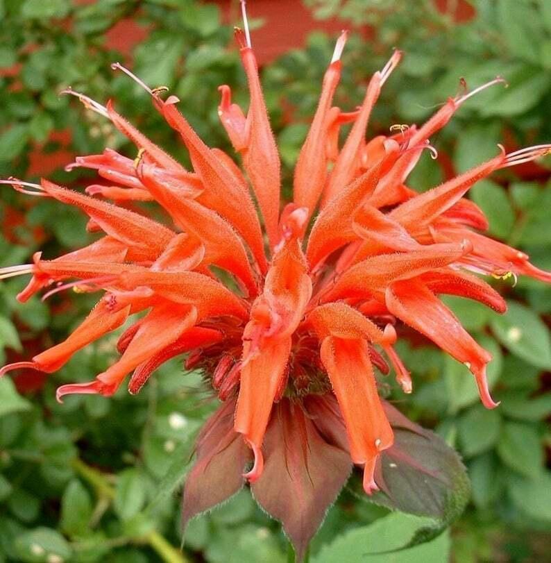 bee balm plant seeds 100 Orange Bee Balm Seeds – Seed World