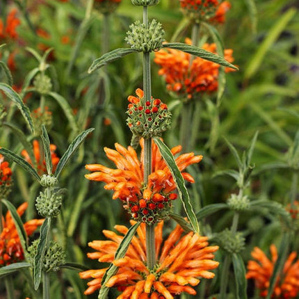 100 Orange Bee Balm Seeds - Seed World