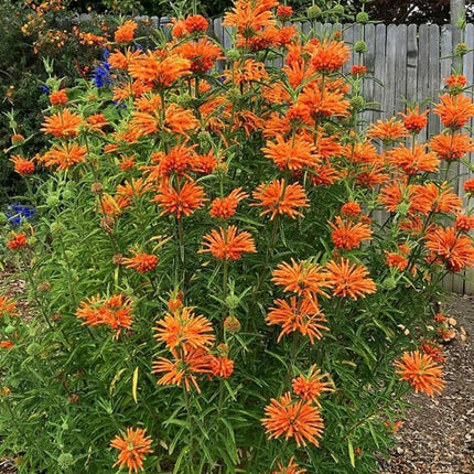 100 Orange Bee Balm Seeds - Seed World