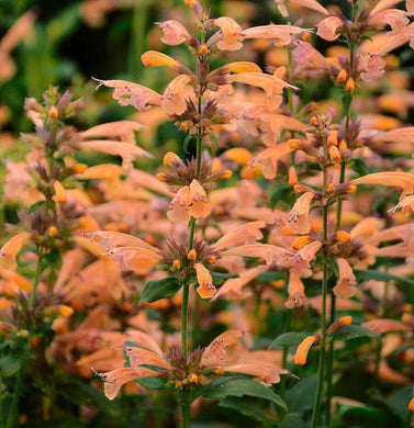 100 Orange Hyssop| Agastache Perennial Flower Seeds - Seed World