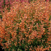100 Orange Hyssop| Agastache Perennial Flower Seeds - Seed World
