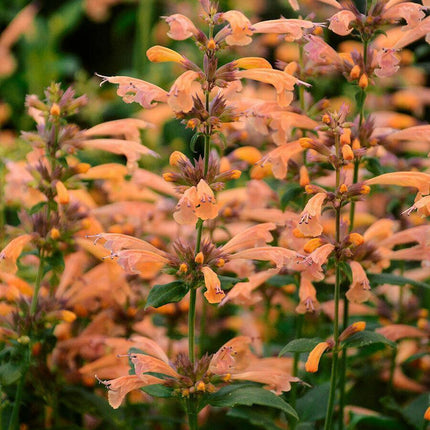 100 Orange Hyssop| Agastache Perennial Flower Seeds - Seed World
