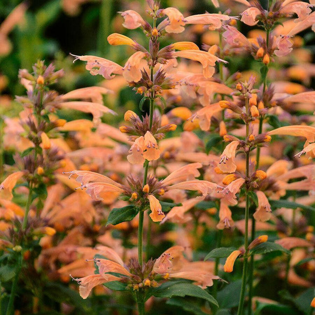 100 Orange Hyssop| Agastache Perennial Flower Seeds - Seed World