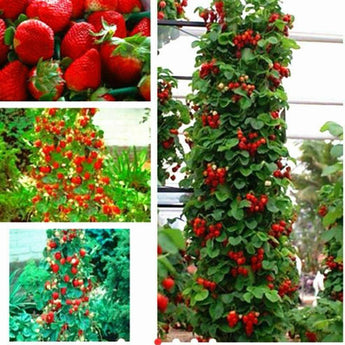 100 Climbing Strawberry Seeds - Seed World