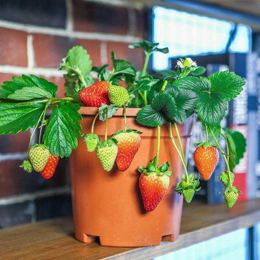100 Climbing Strawberry Seeds - Seed World
